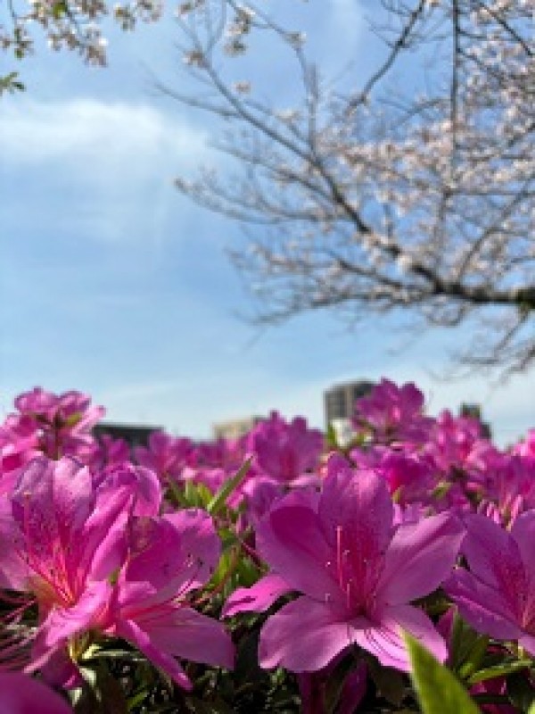 お花見 ♪サムネイル